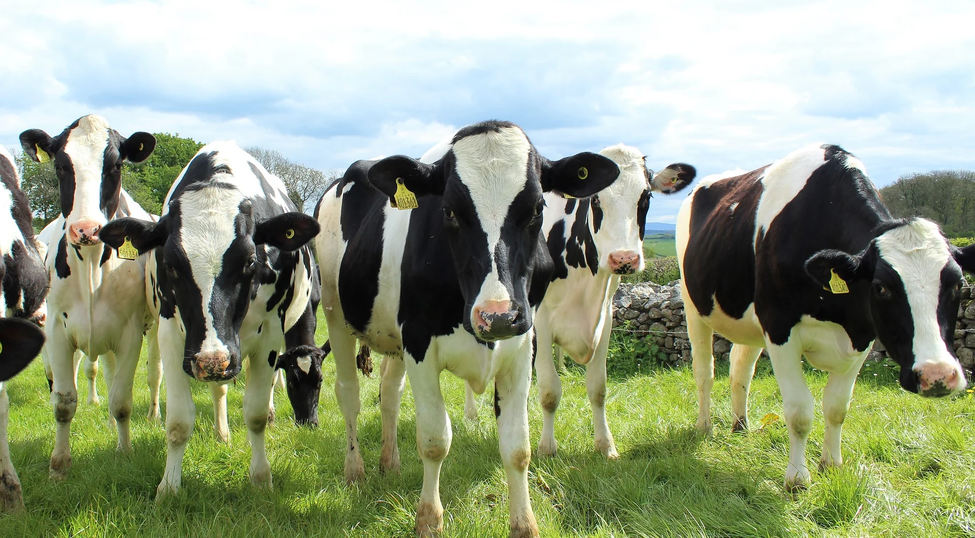 holstein-cattle-2318436_1920.jpg