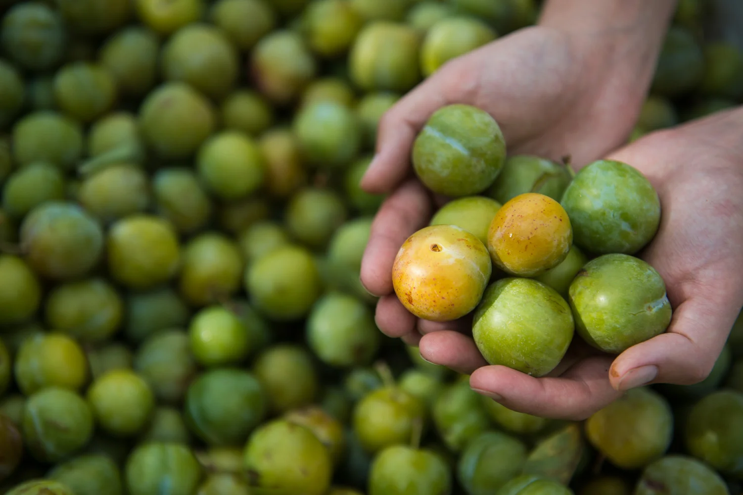 Capreolus-Distillery-Greengage-Plum-Eau-De-Vie-Eaux--_DSC5062.jpg