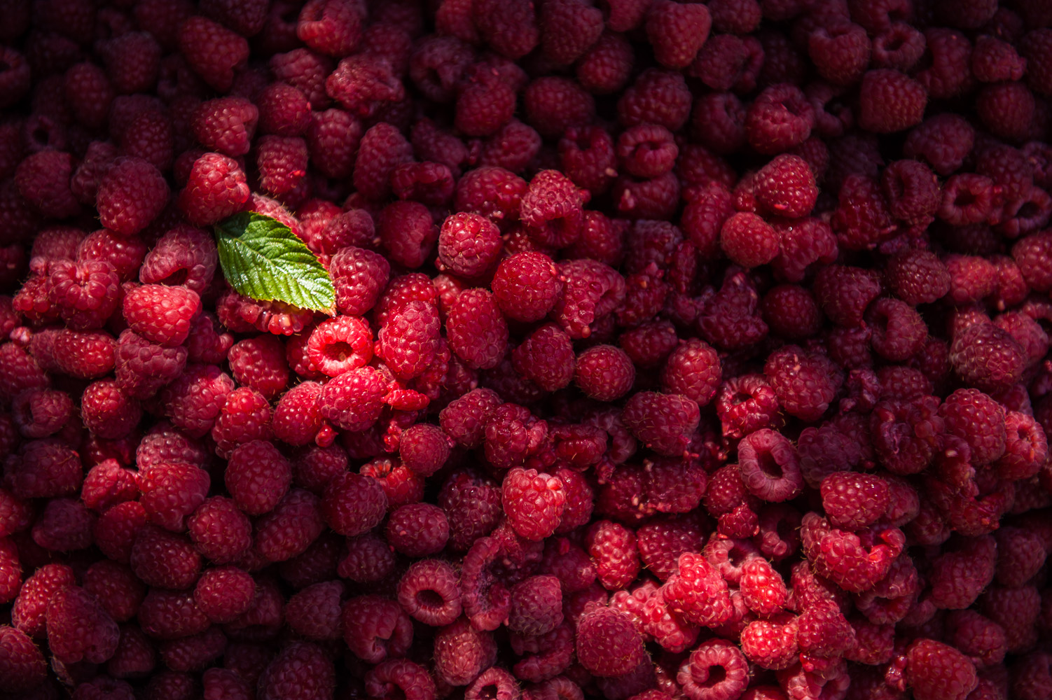 Capreolus-Distillery-raspberry-Eau-De-Vie-Eaux--_DSC4120.jpg