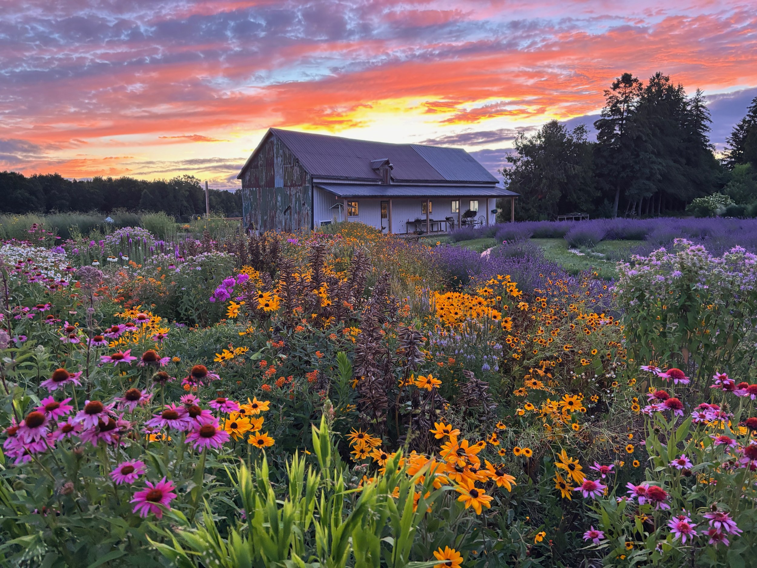 An Evening of Meditation, Music + Lavender