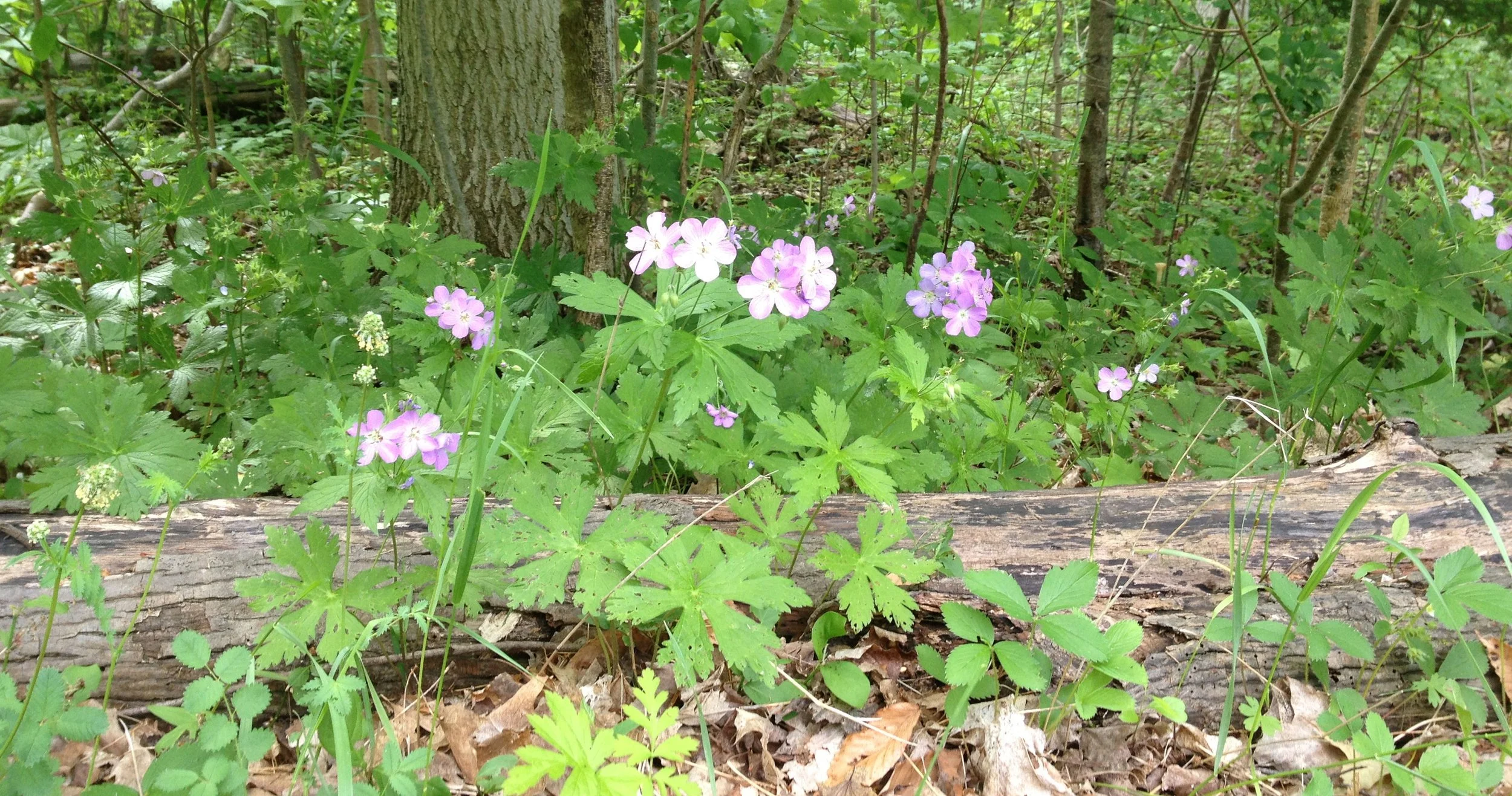 nature2.jpg