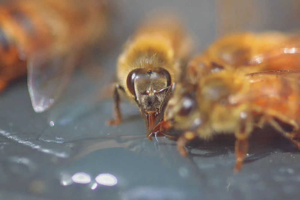 0b55d-bees_7.jpg