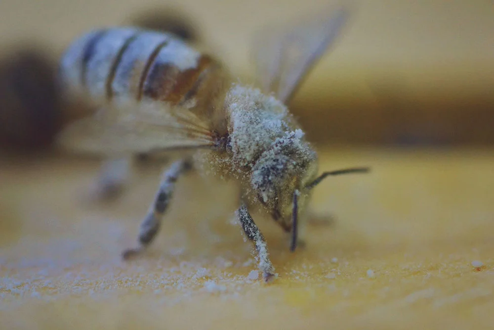 03575-hive_varroa_6.jpg