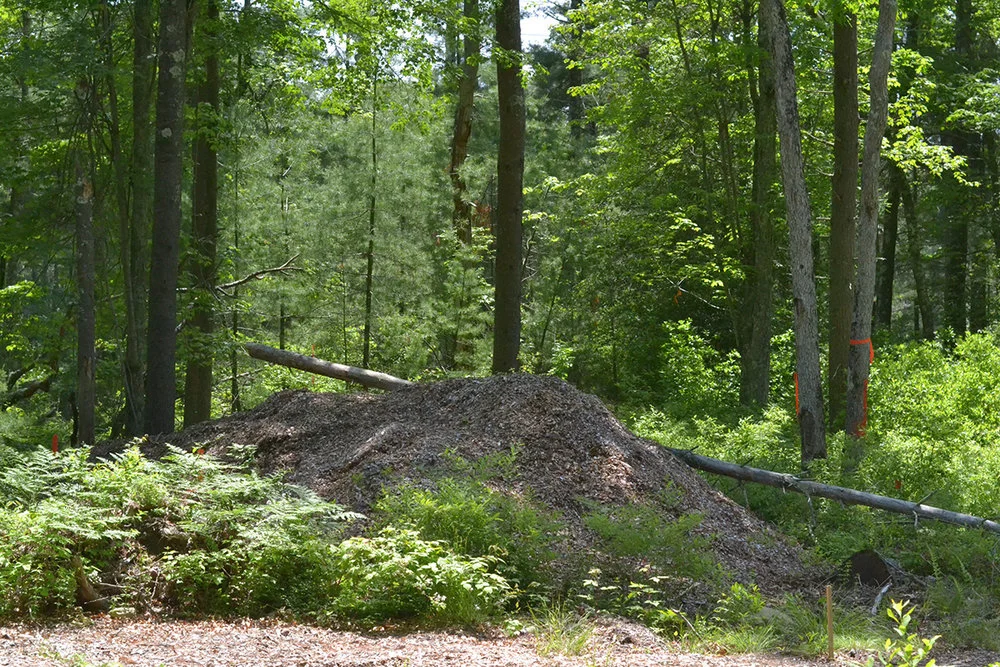 Most of these trees would need to be removed, opening up the view to the power line easement.