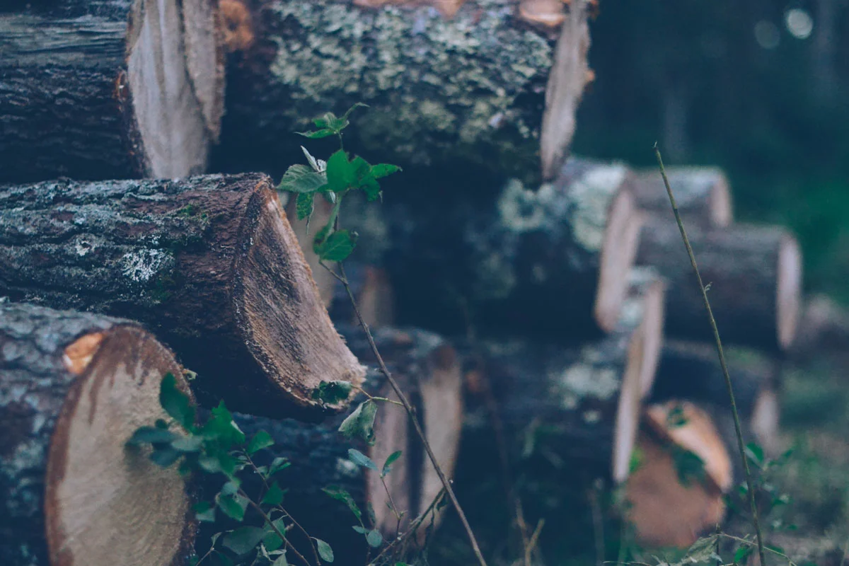 090518_TreeCutting_7.jpg