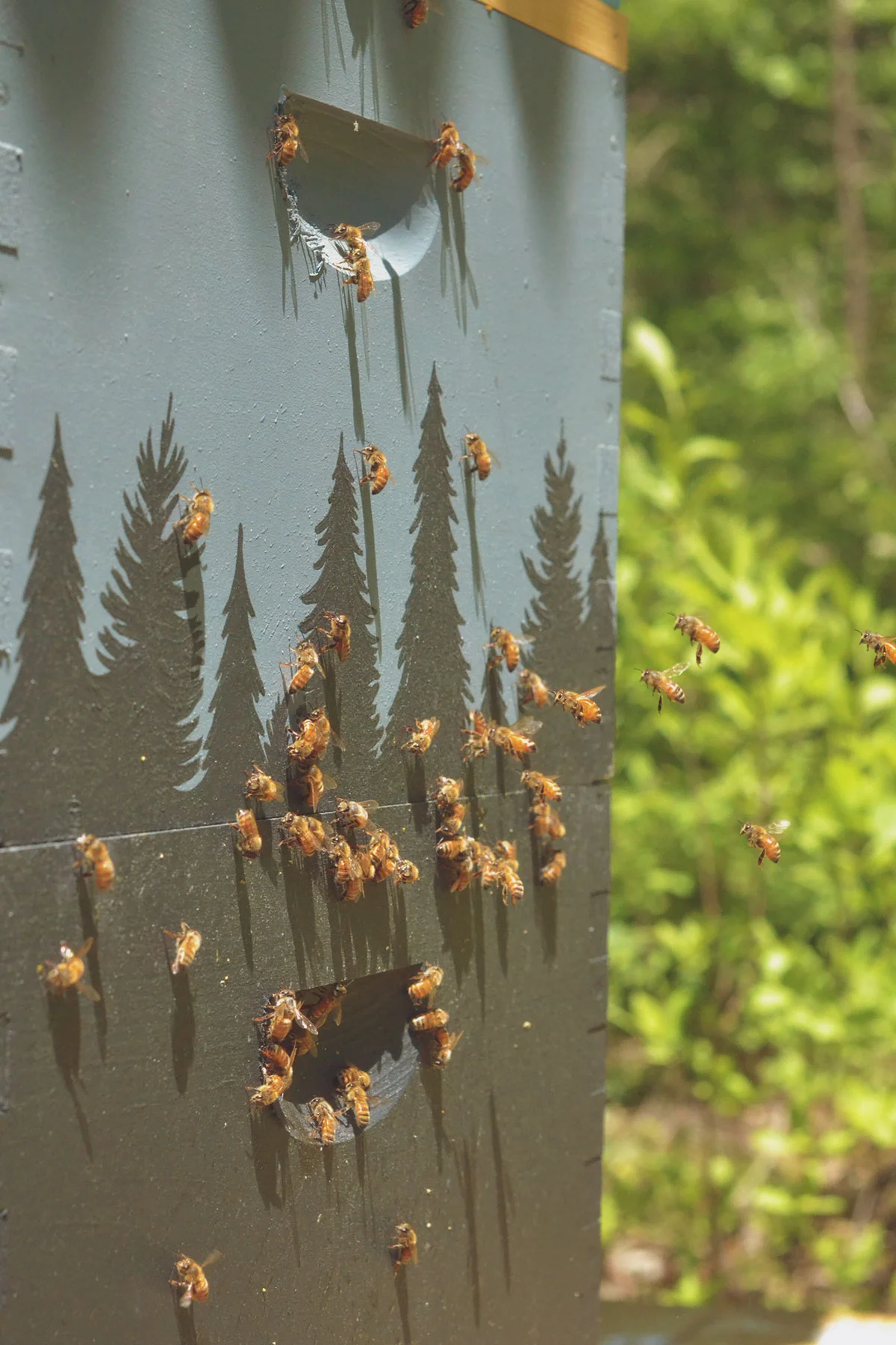 Hive_Varroa_1.jpg