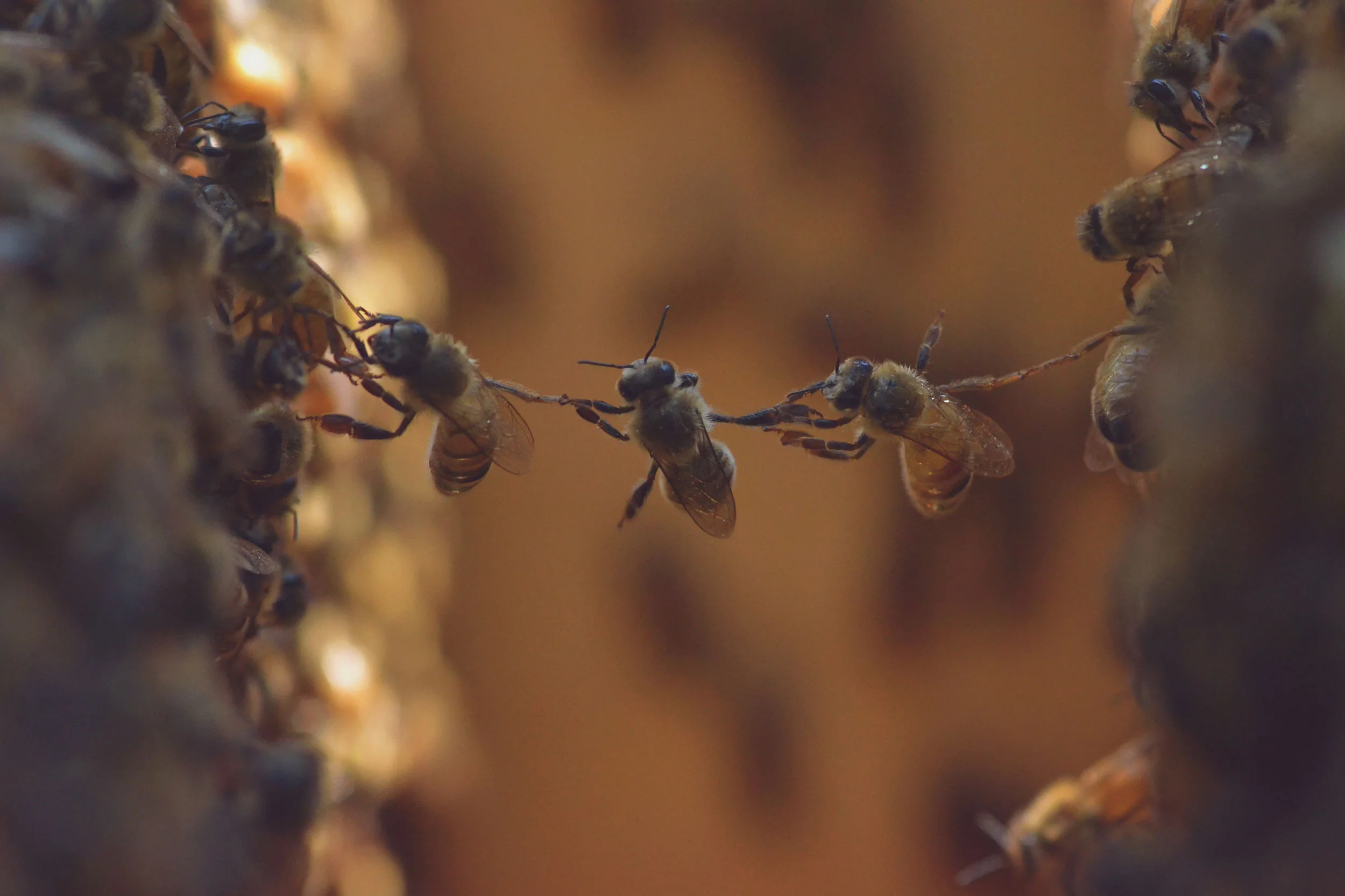 BCBA_Hive_July3_1.jpg