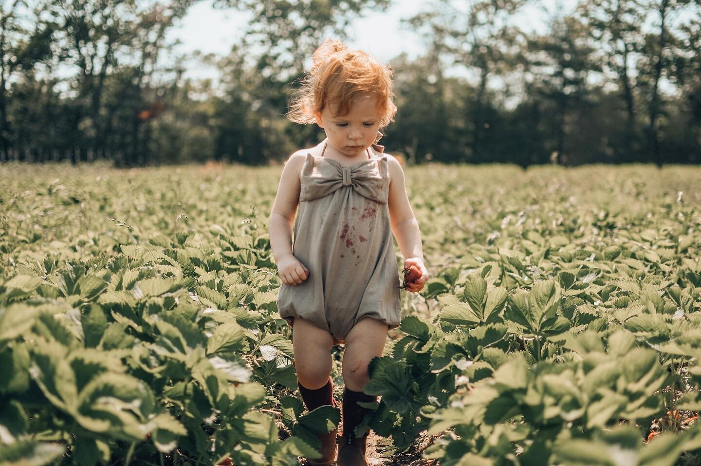 Yesterday after nap, we met up with our twin friends and went strawberry picking at Keith&rsquo;s Farm a few minutes from home. This was a first time for everyone, including all the adults, and I was not expecting it to be as fun as it was.⁣
⁣
It was