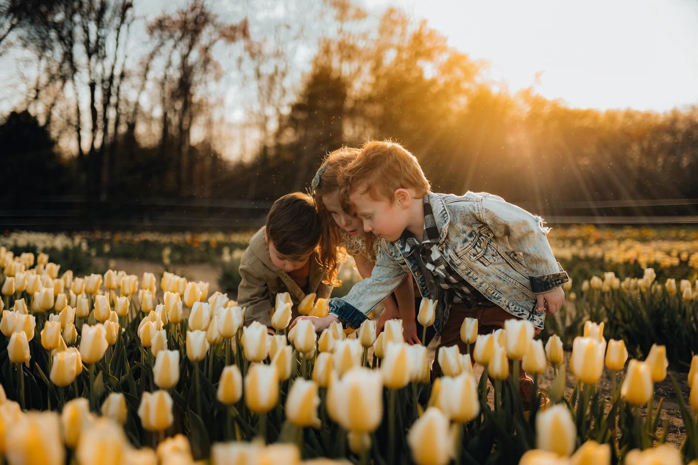 Last year, the season was so short and crappy that we missed out on our annual @goldenhourtulips visit. We weren&rsquo;t about to make that same mistake this year!⁣
⁣
The sun was a paid actor for this picture 😂 🌷⁣
⁣
🌱