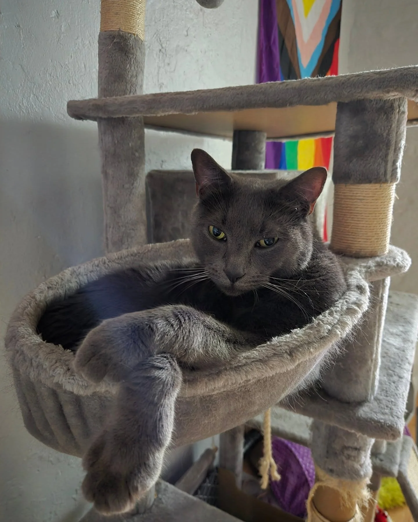 making the most of it all ♡

posting the Ring cam footage on the last slide to the citizen app.... real Chupacabra sighting, stay safe out there xx