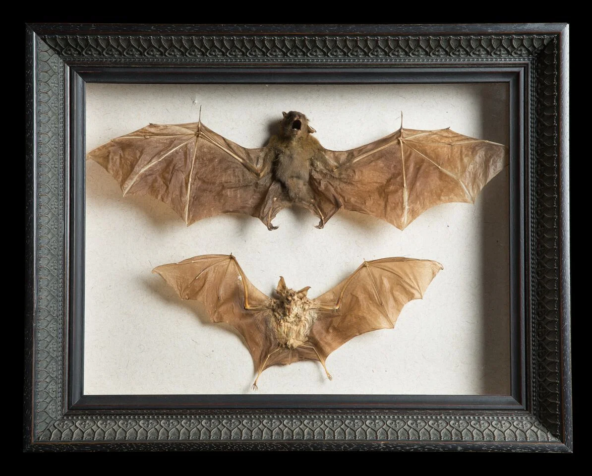 bats.jpg