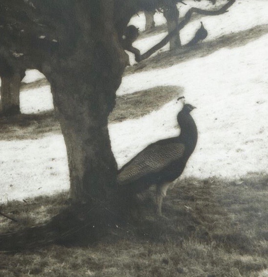 Silver Gelatin Print Peacock Photograph