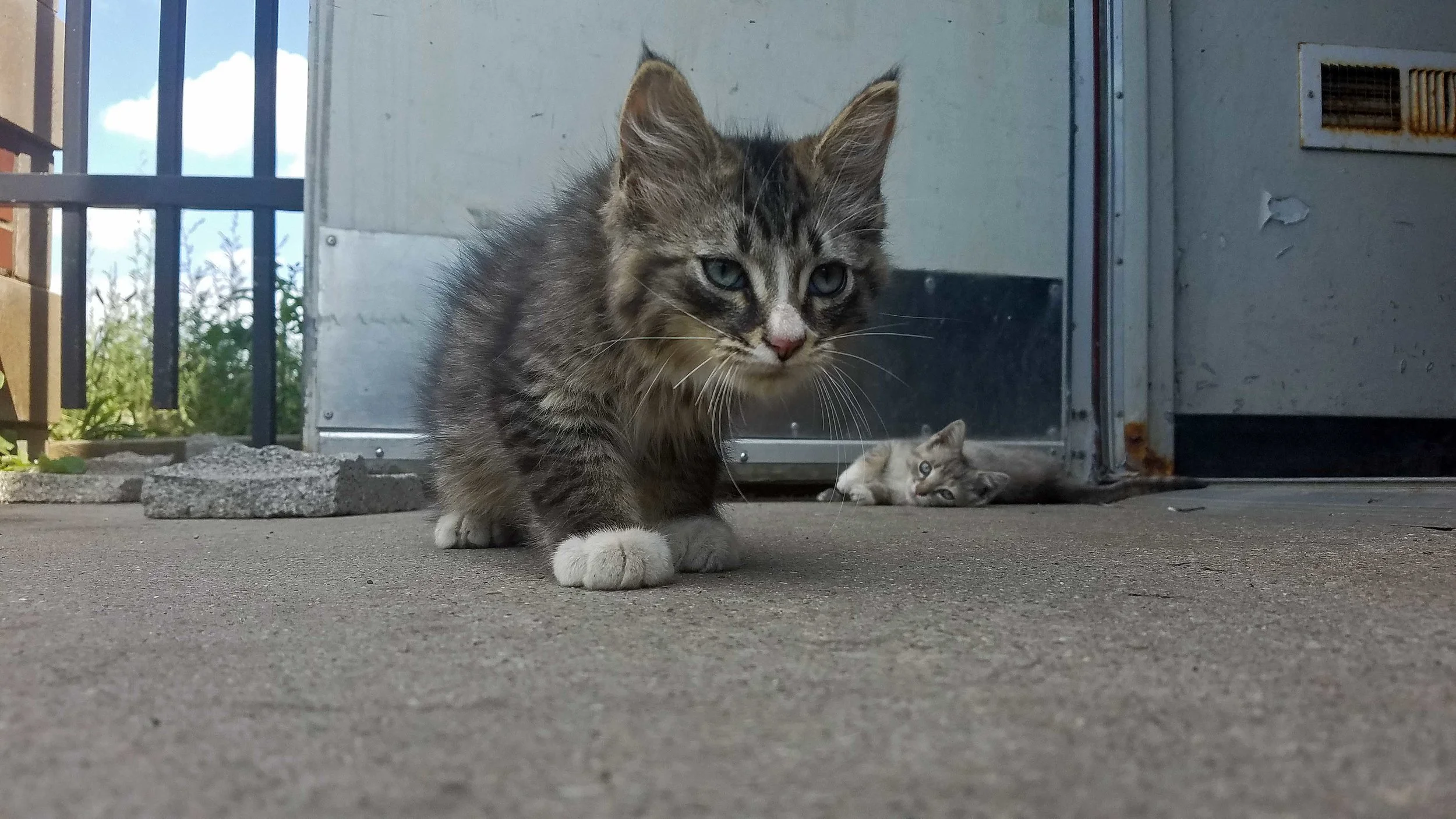 Cats-01-Web.jpg