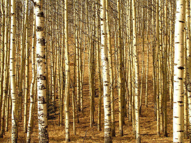 patterned birch trees.jpg