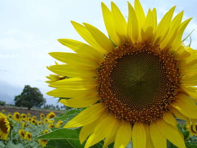sunflower-2-1394537-640x480.jpg