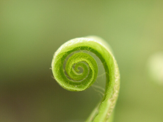 fern-spiral.jpg