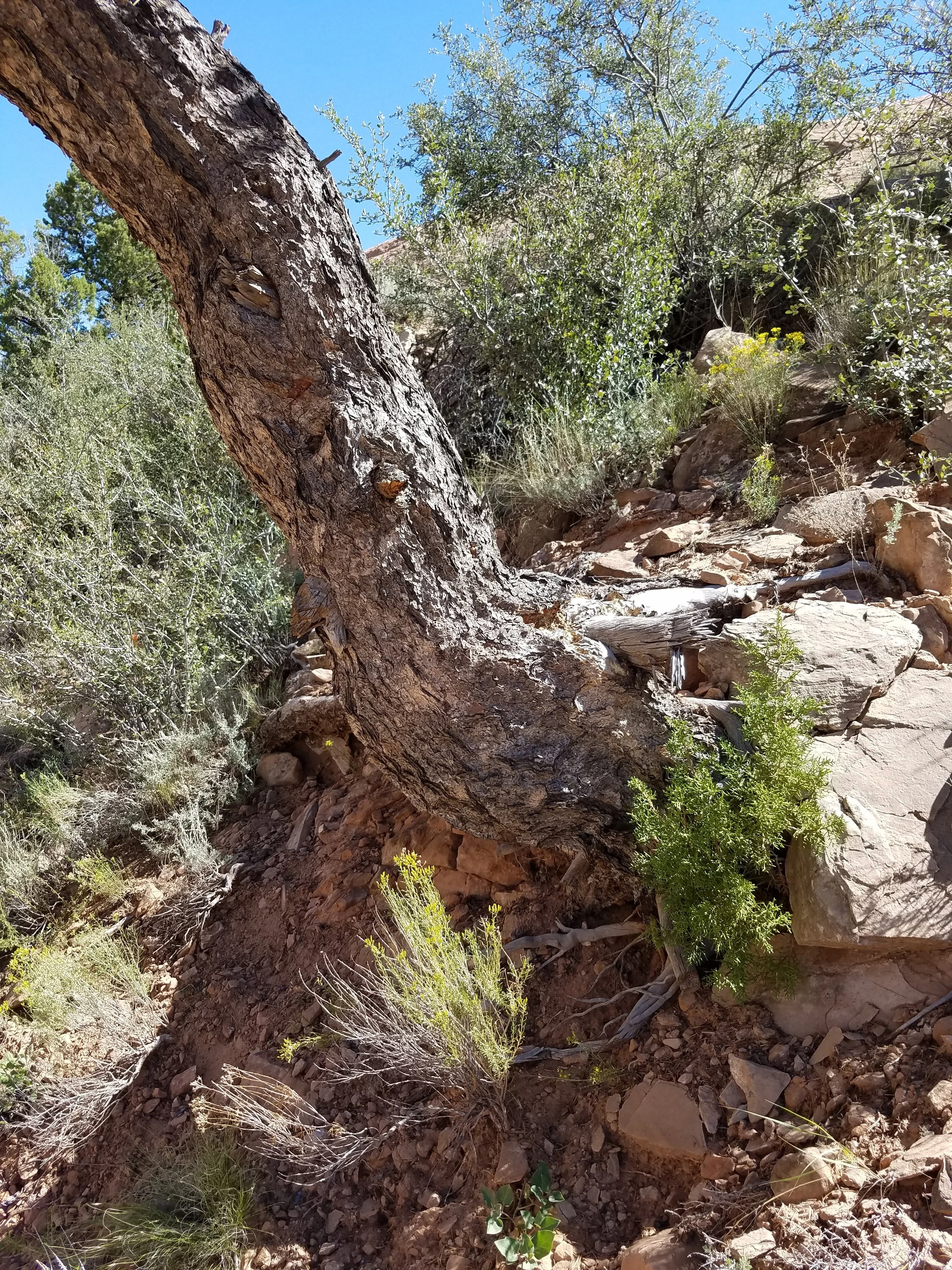treegrowinginrock.jpg