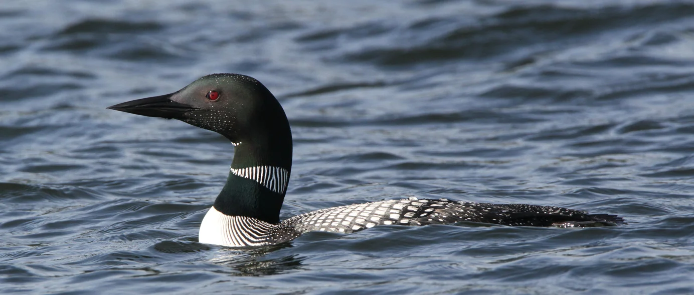 common loon_4.jpg