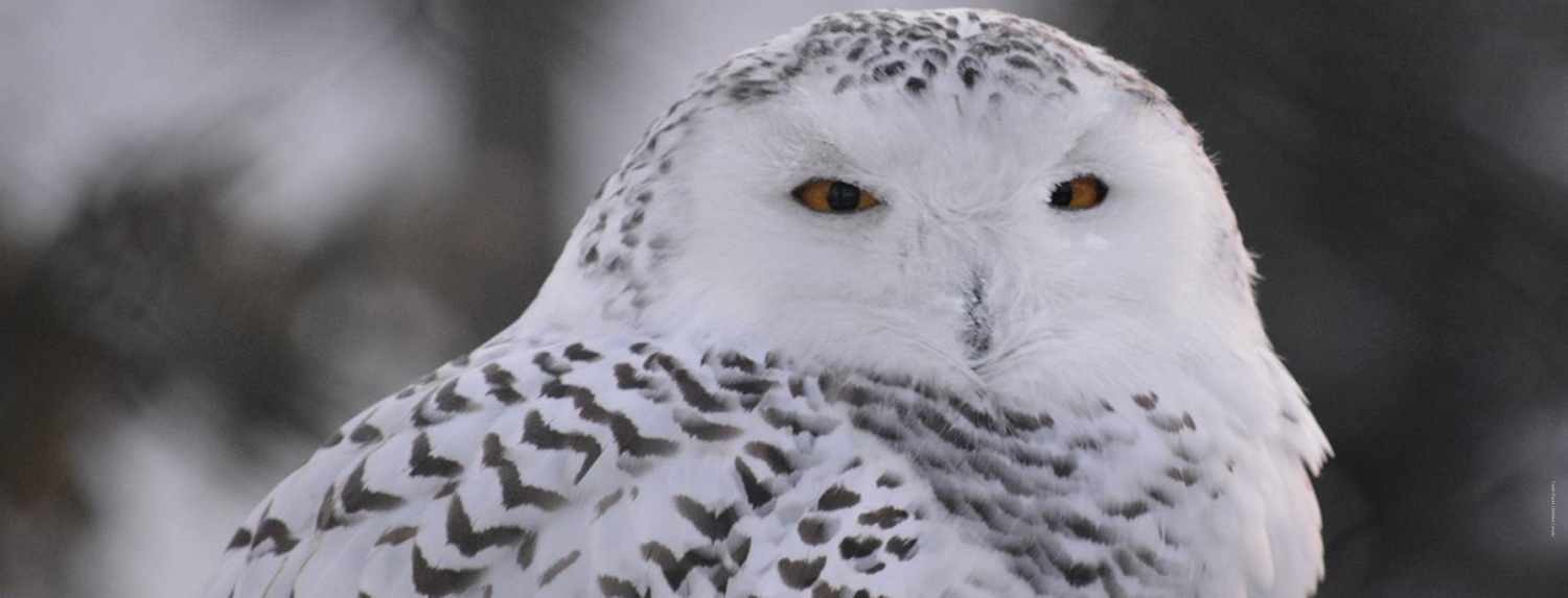 snowy_credit.png