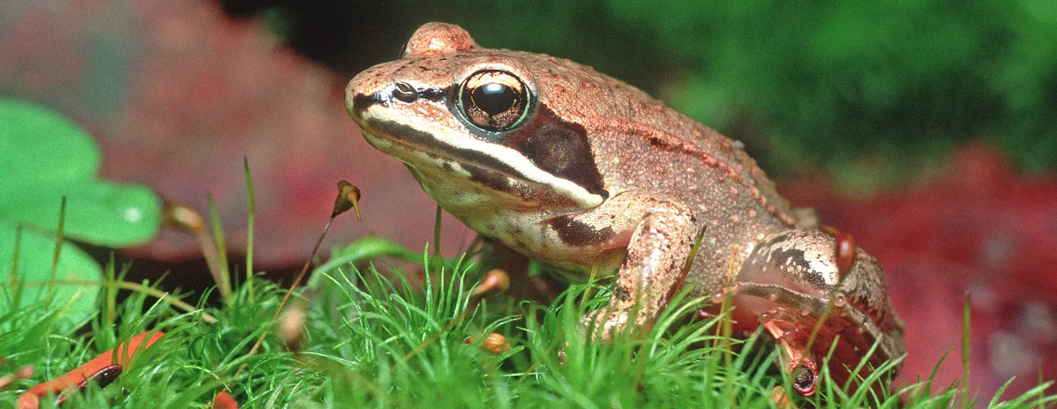 Woodfrog_hp01015.jpg