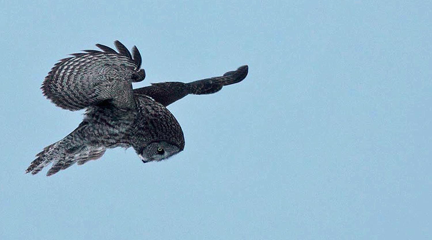 Great Gray Owl_2408_plunging.jpg