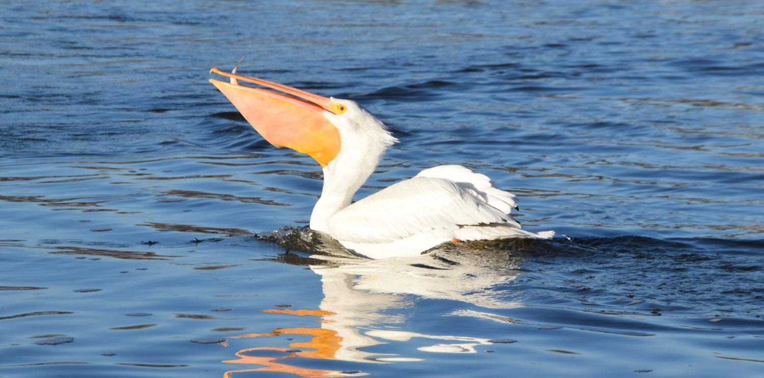 Pelican_KyleRitchie_1500-60.png