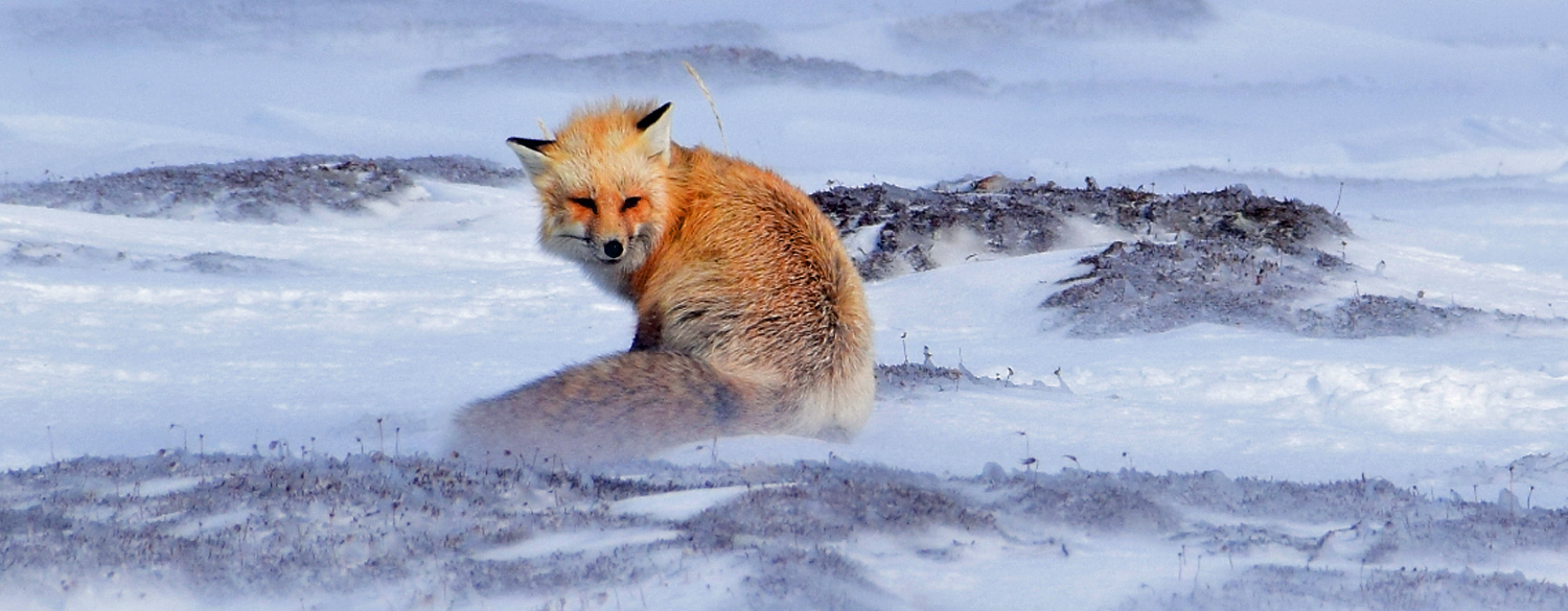 1Red fox_KyleRitchie.PNG