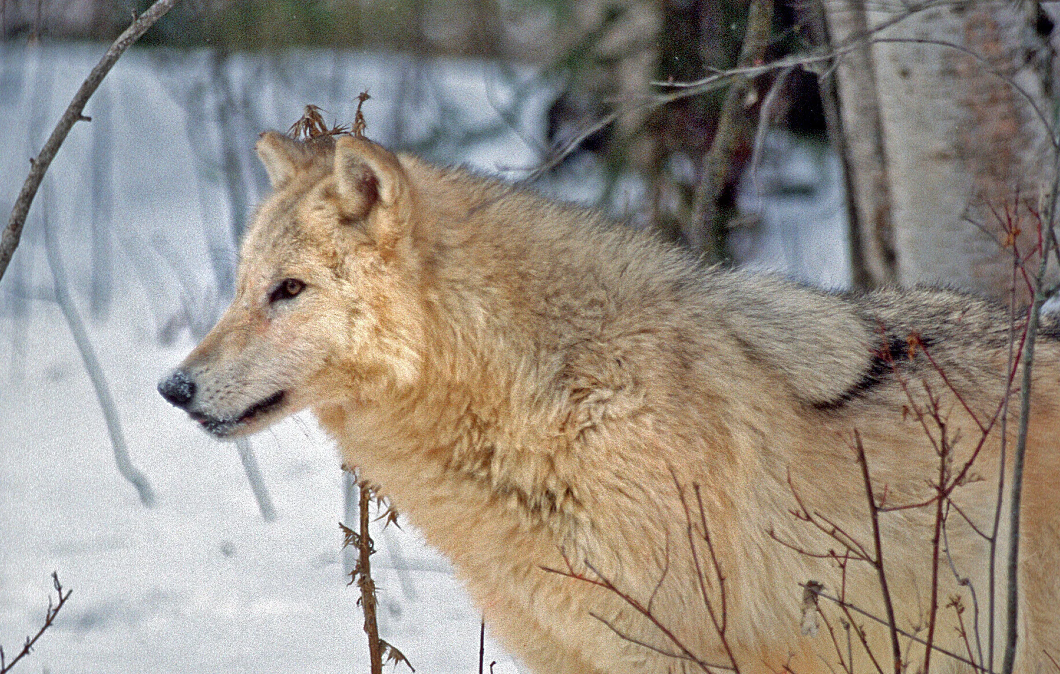 Wolf_BrianWolitski_DUC_20160204_07.jpg