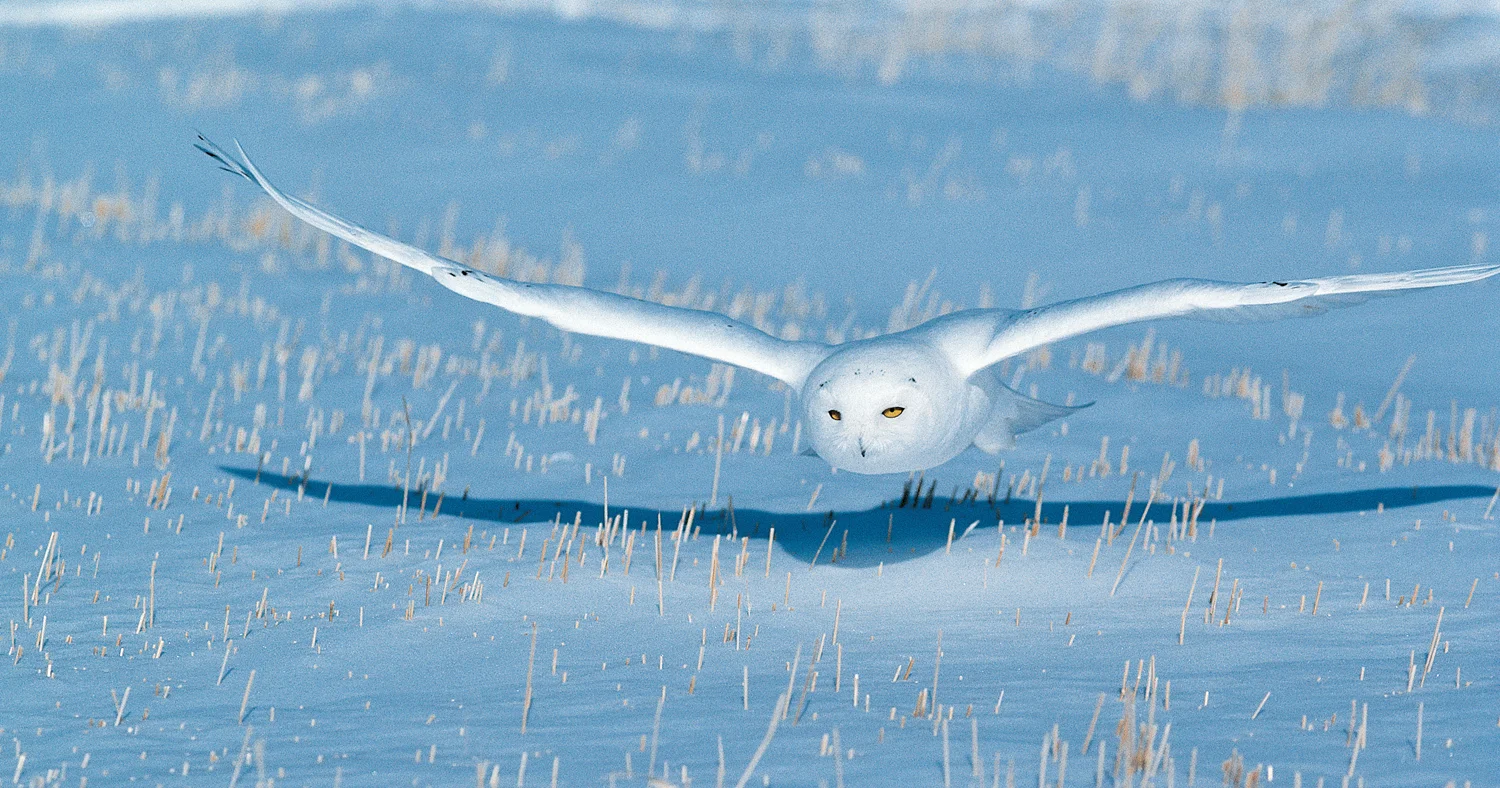 Snowy_DUC_20160205_owl.jpg
