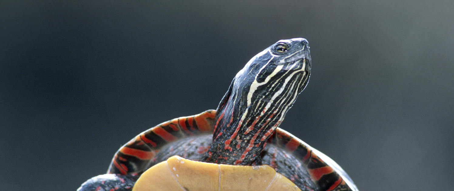 TurtlePainted_DUC_ClaudePonthieux_ 20160211_painted_turtle2.png