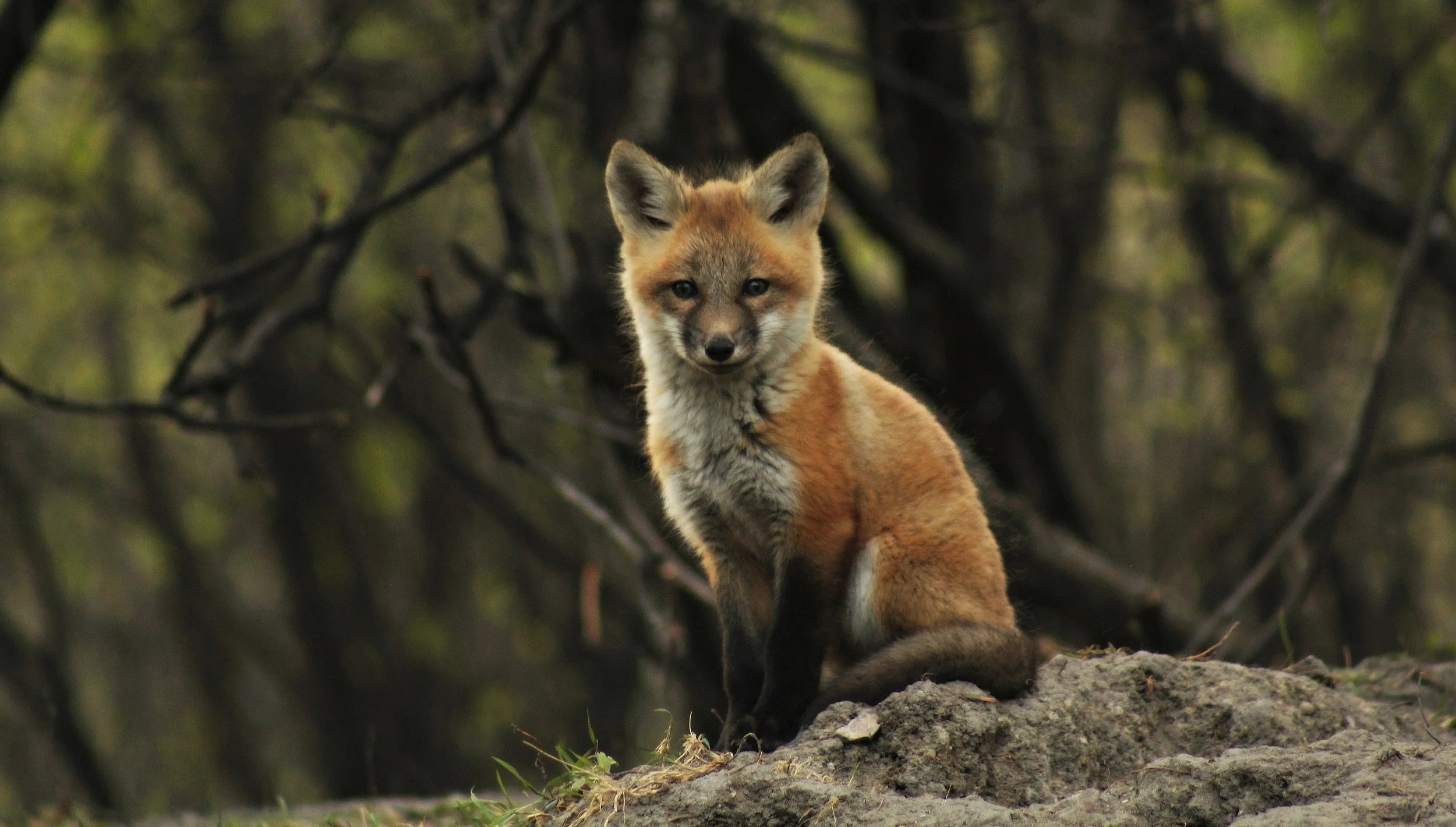 Fox_ColinMitchell_IMG_2936 - Copy.JPG