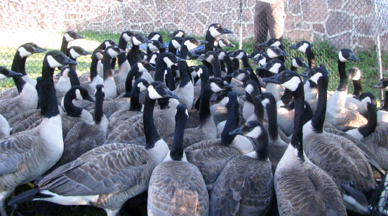 Goose Banding Workshop