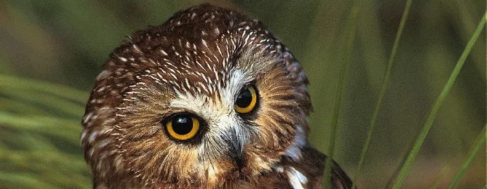 Northern Saw-whet Owl Banding