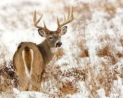 Student Discussion Night: Chronic Wasting Disease
