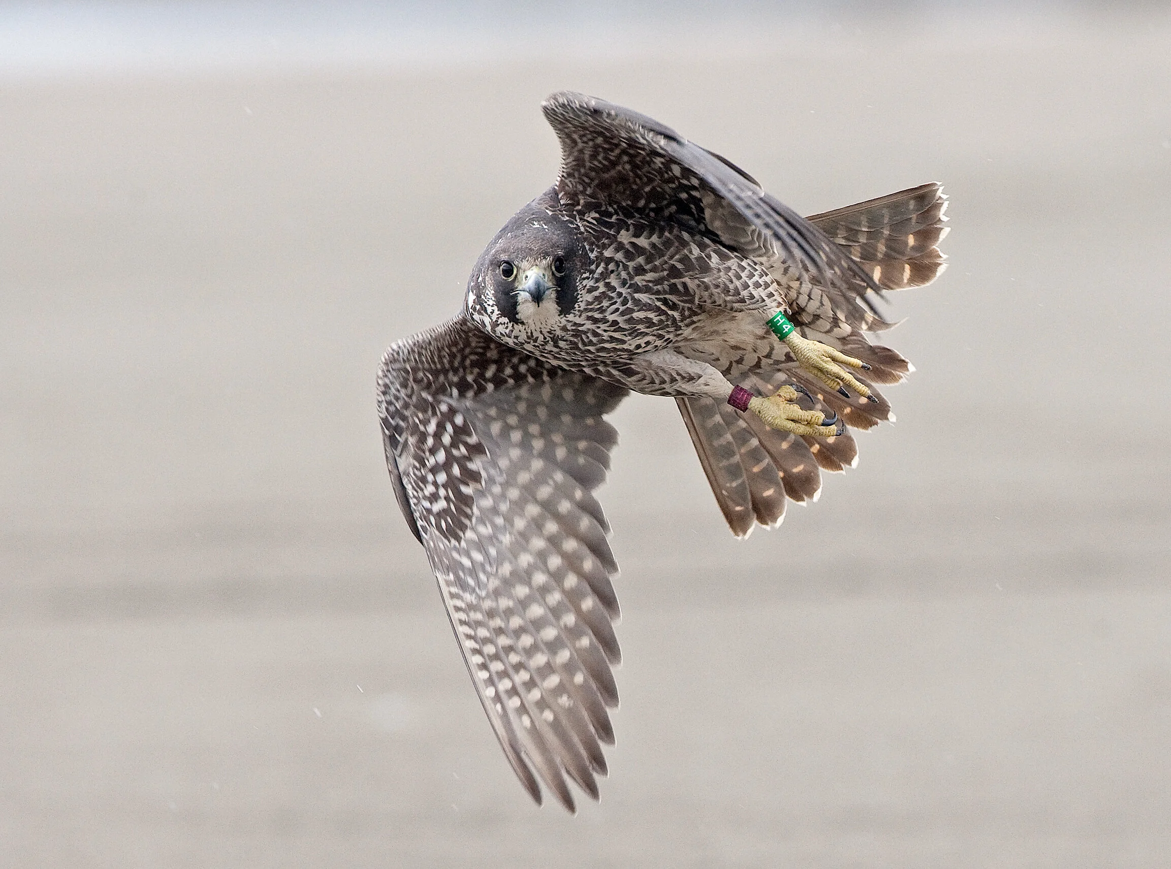Webinar with Dr. Dan Varland, Executive Director of Coastal Raptors, on Peregrine Falcon Survival Rates