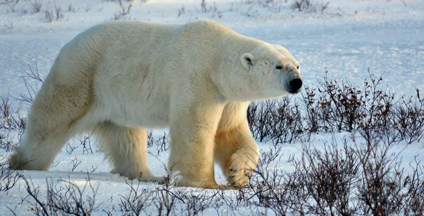 PolarBear_SmartFixed.jpg