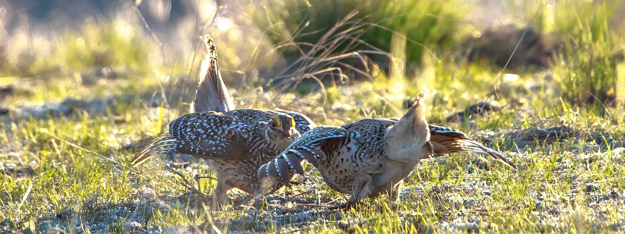 grouse-lek-survey.jpg