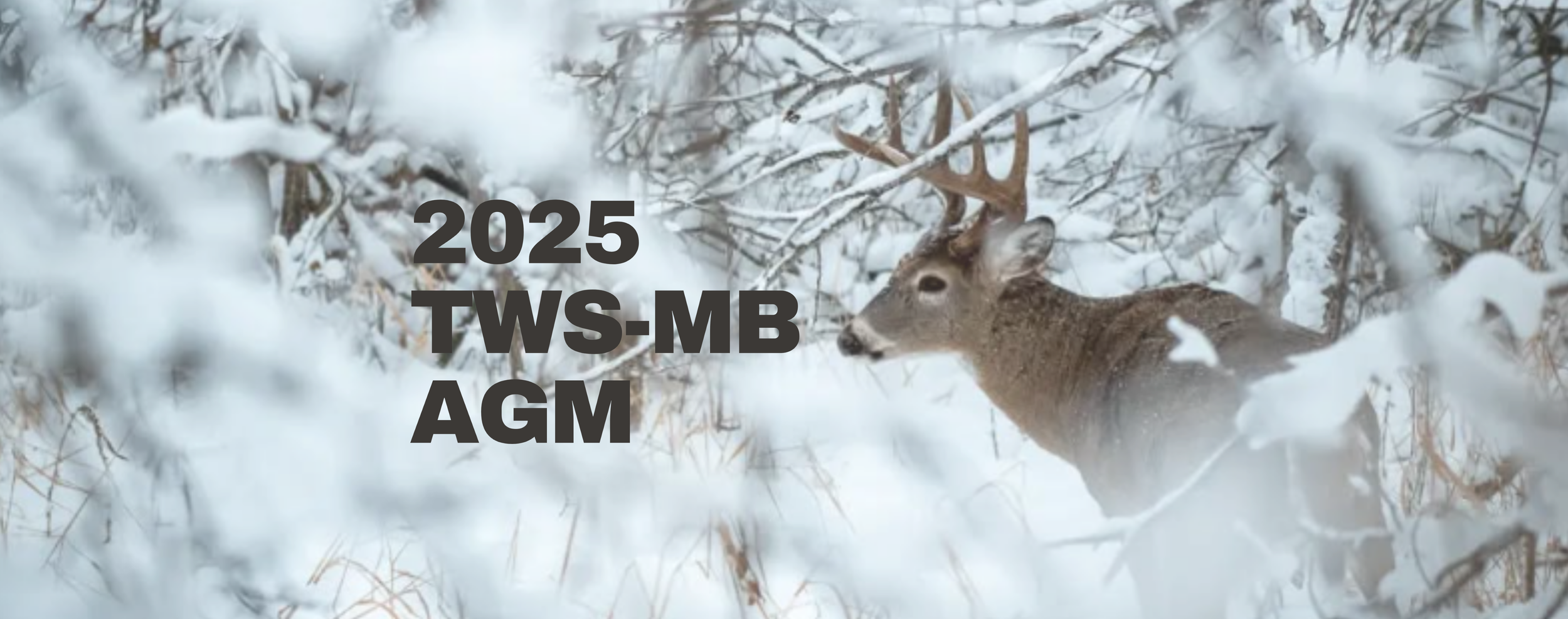 2025 AGM Banner.png