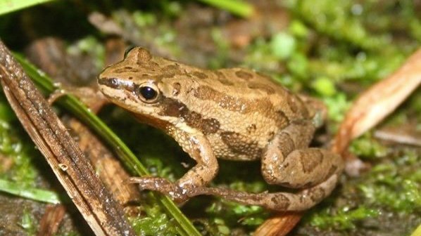 Evening Frogging Walk
