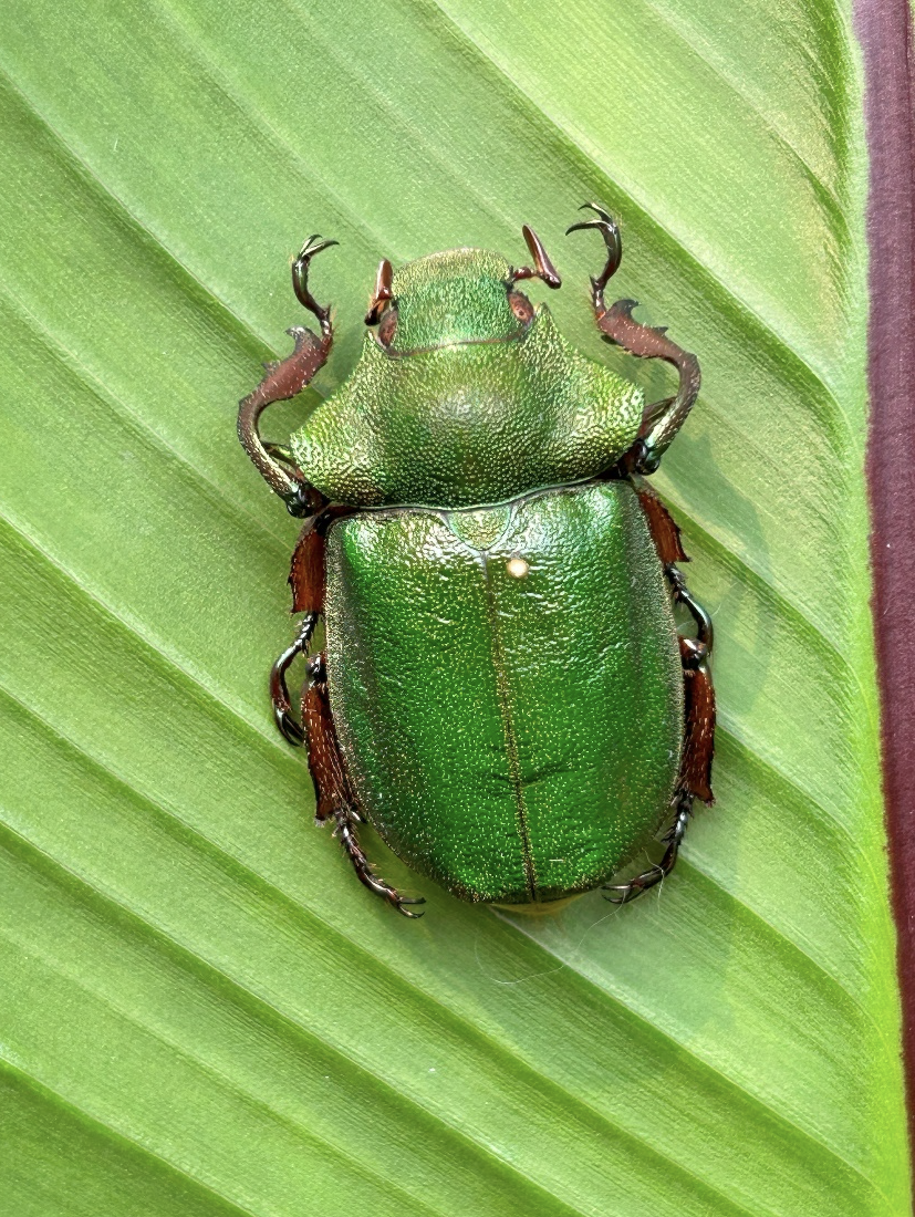 Beetle Workshop