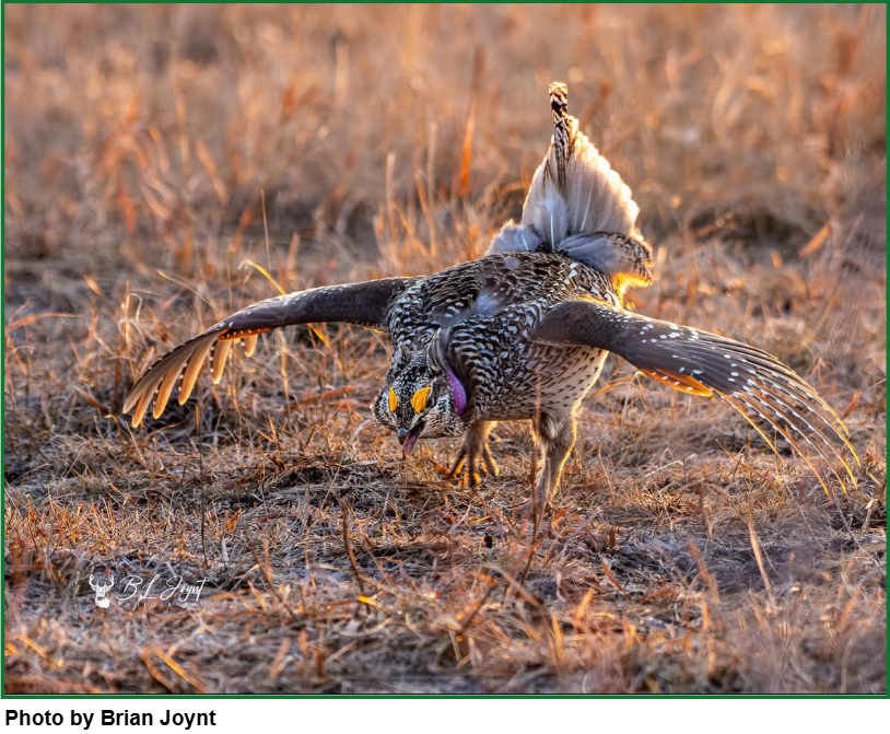 Sharp-tailed Grouse Lek Survey &amp; Guided Birding Walk