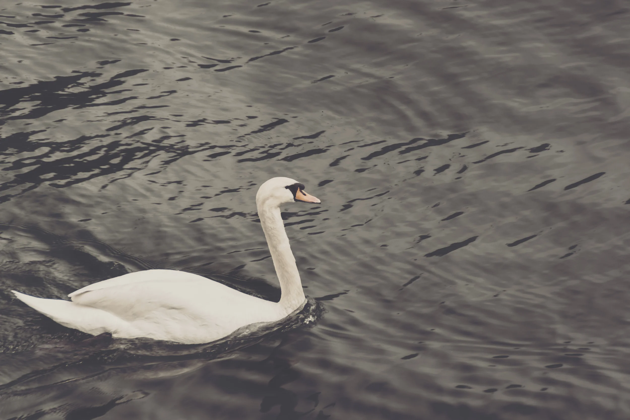 Swan at the historic boathouse.
