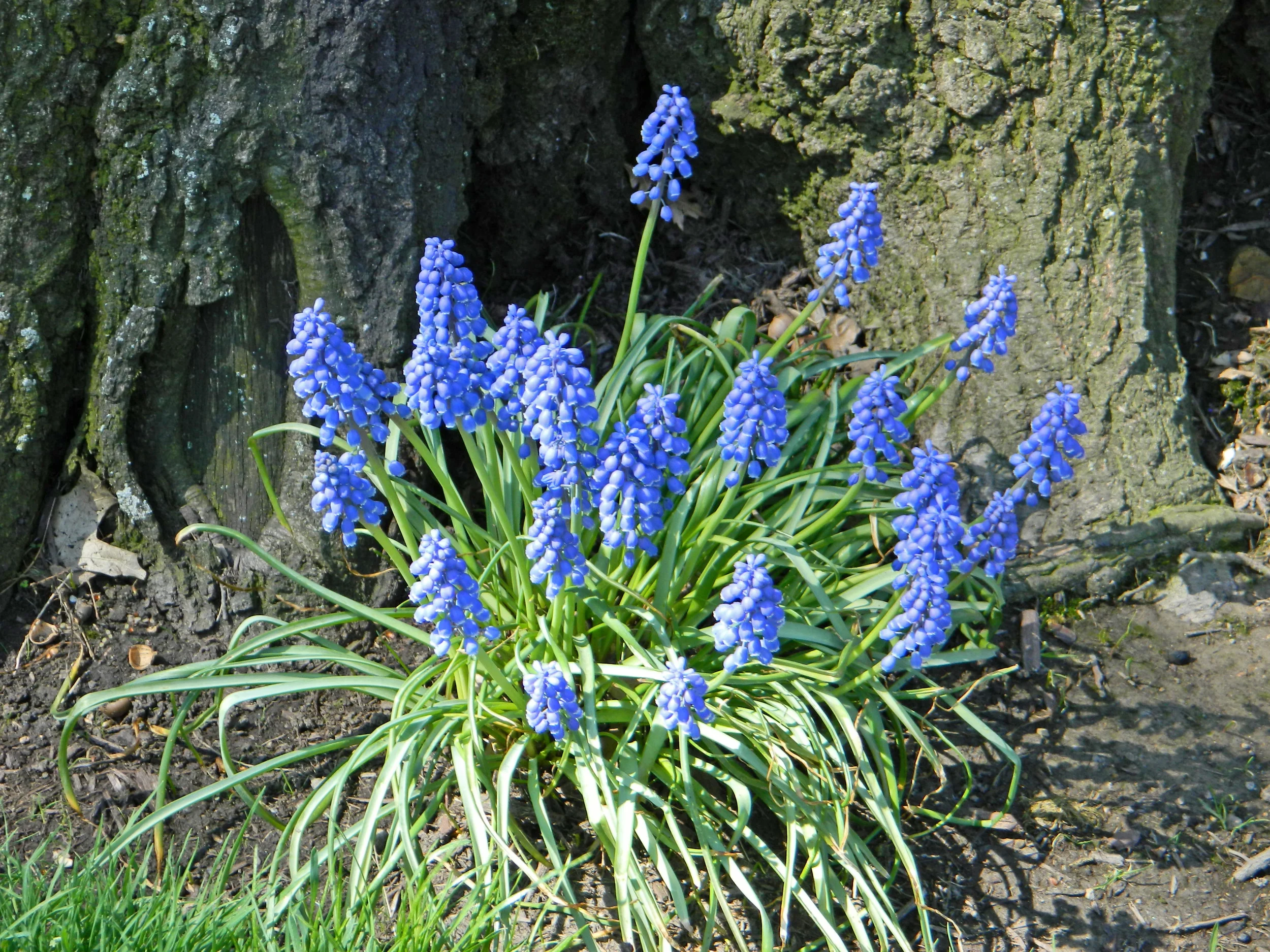 20130430041 Cleveland Hgts Forest Hills 16293 Brewster grape hyacinths.jpg