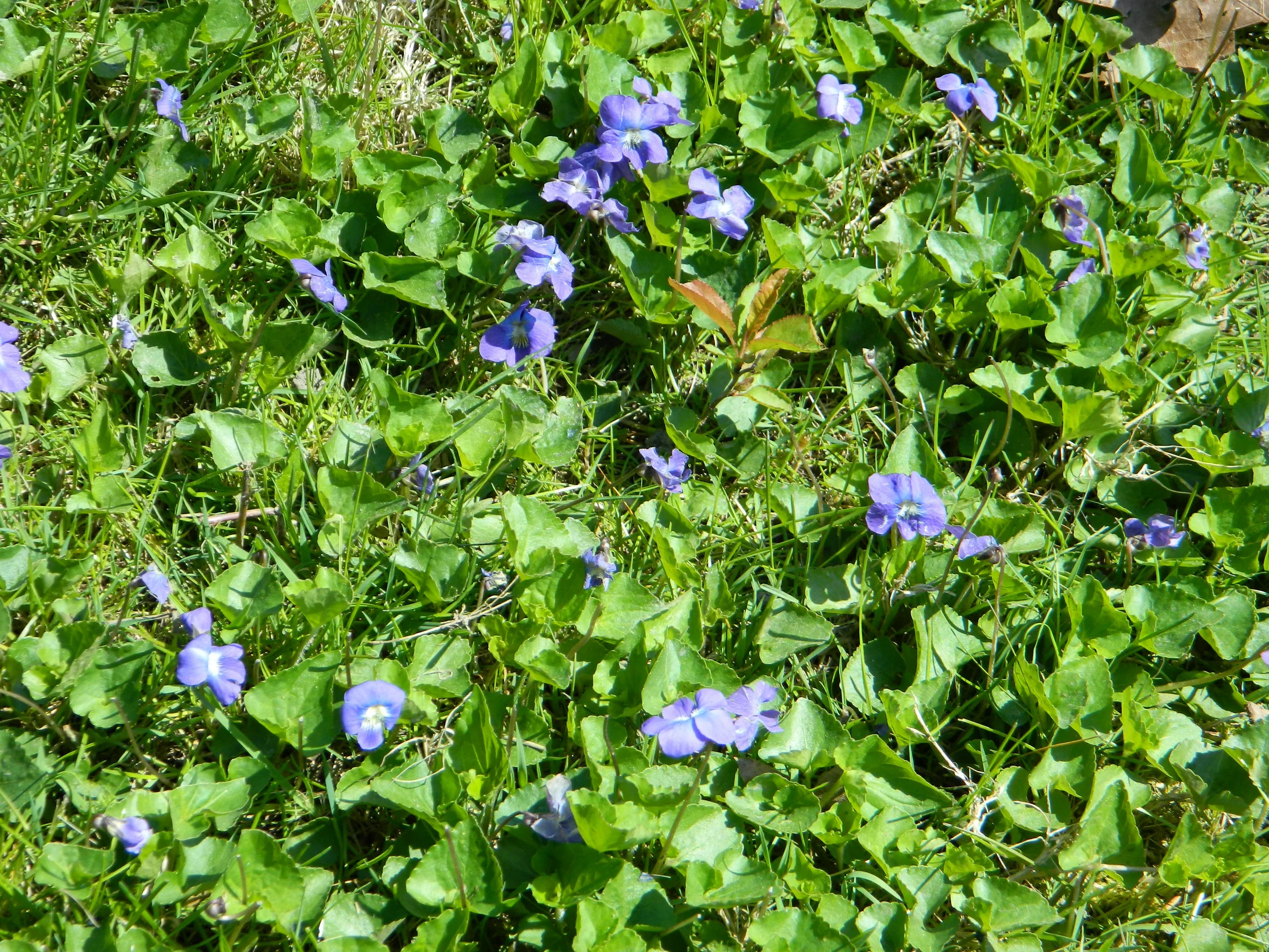 20130430068 E Cleveland Forest Hills 2024 Mt Vernon violets.jpg