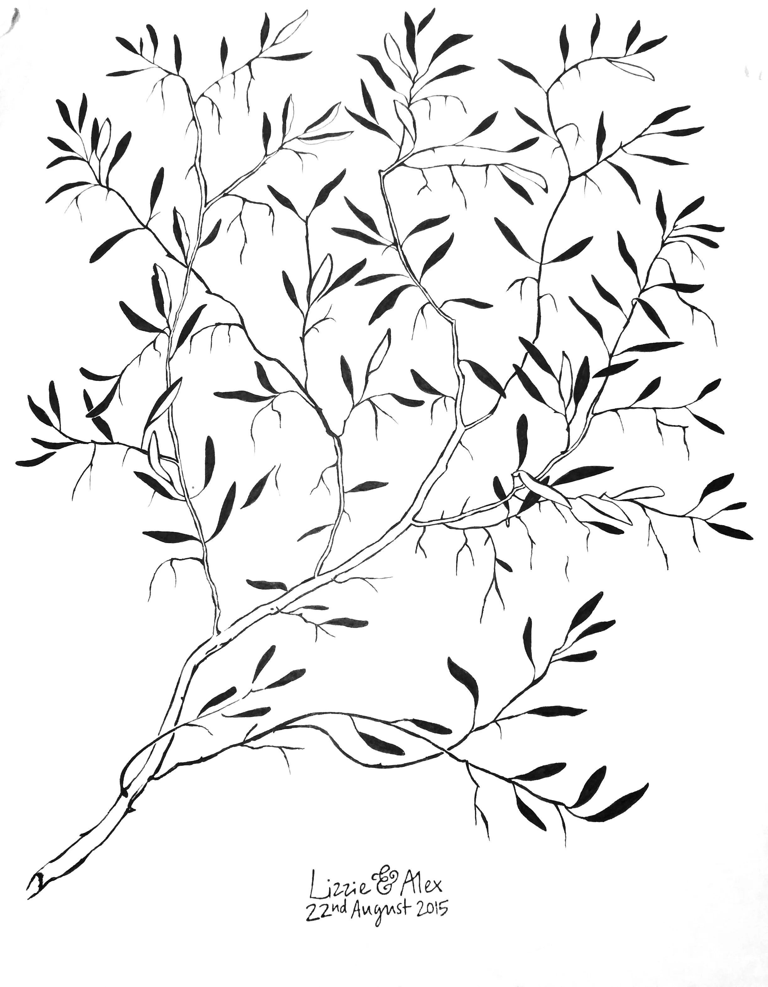 Fingerprint olive branch