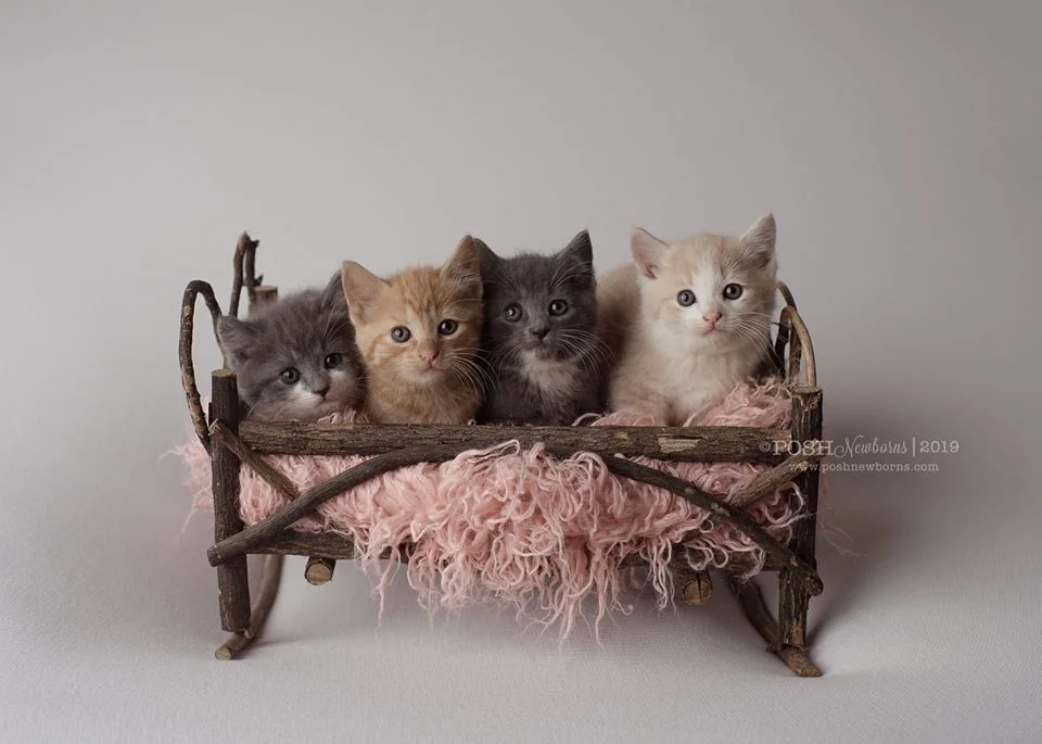Newborn, Maternity, Kiddos, Family, Seniors— Naturally Posh Photographer