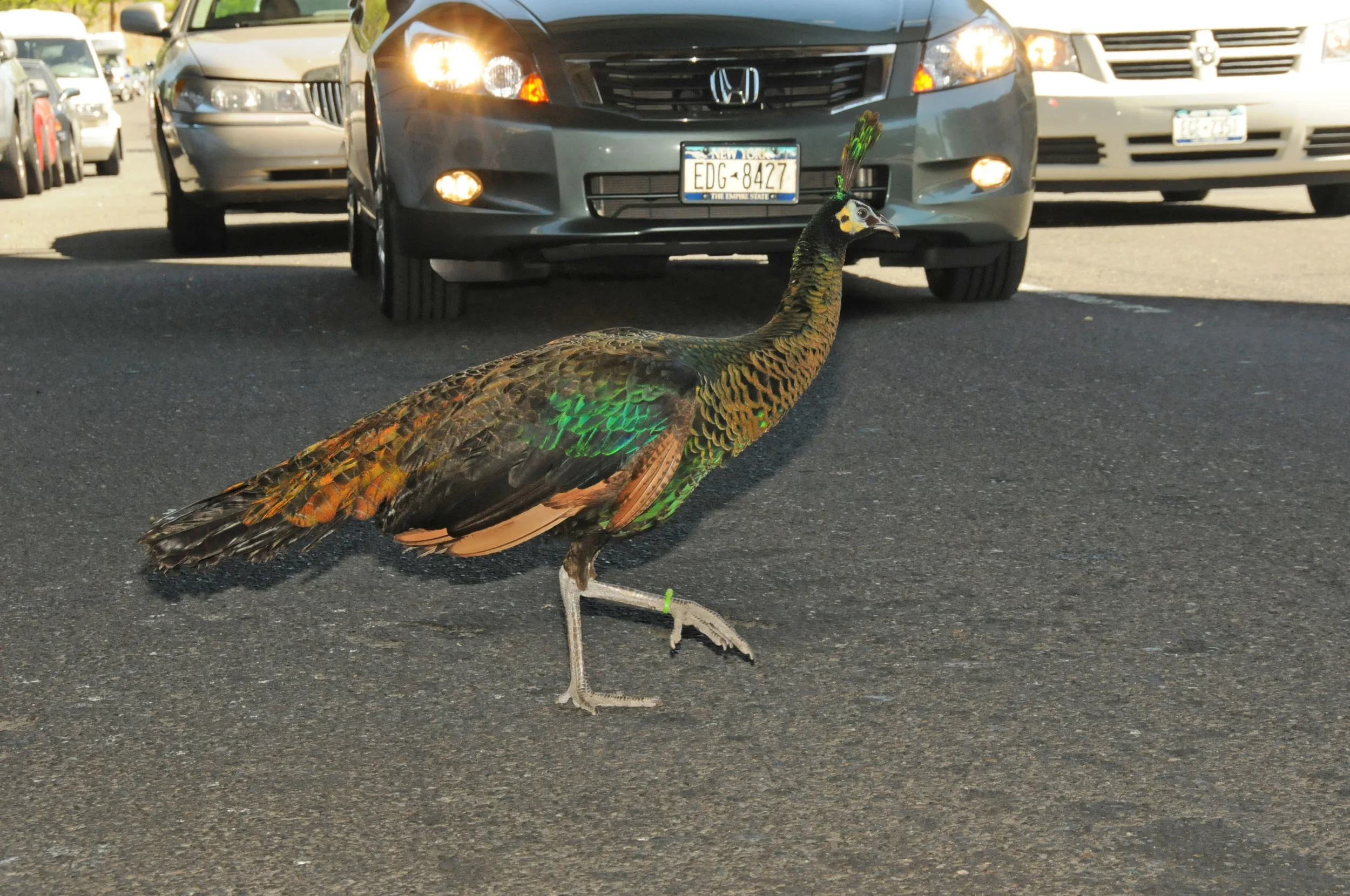 peacock1.jpg