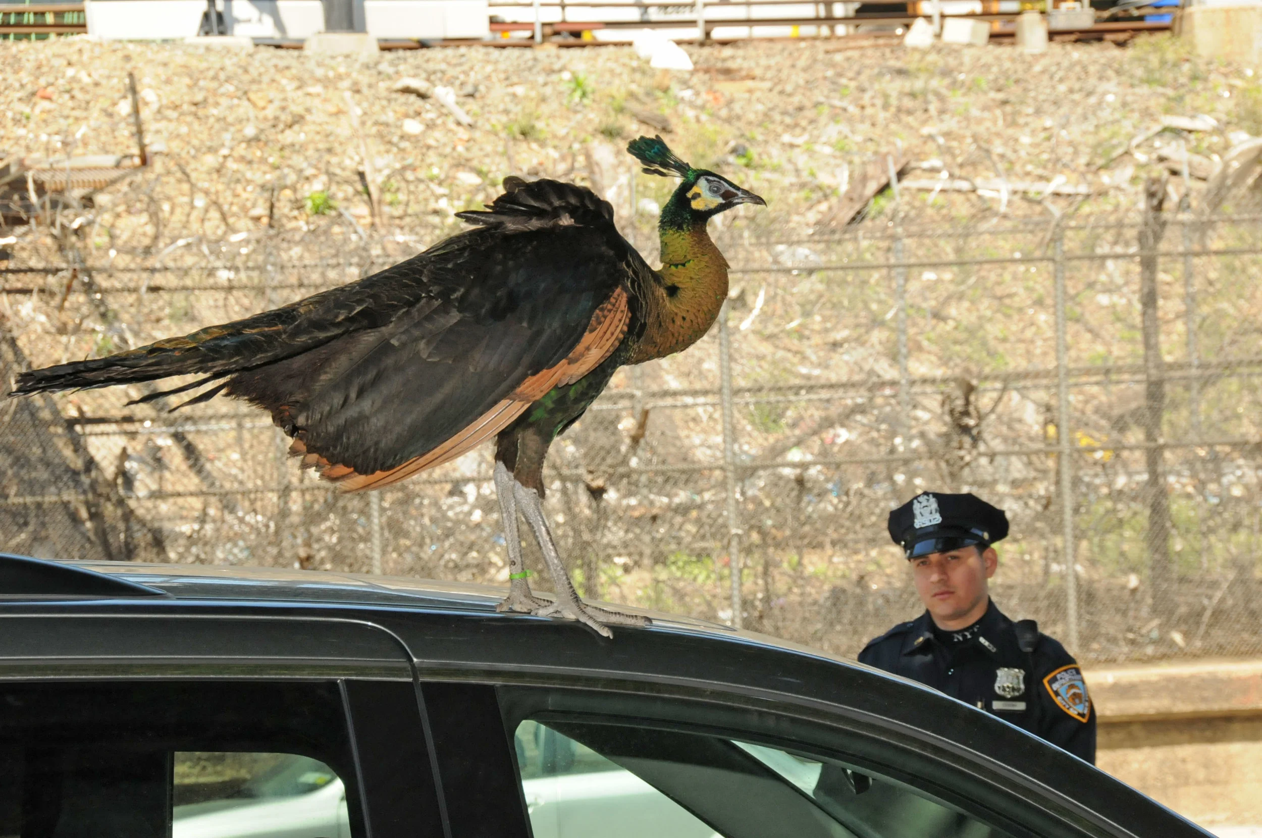 peacock6.jpg