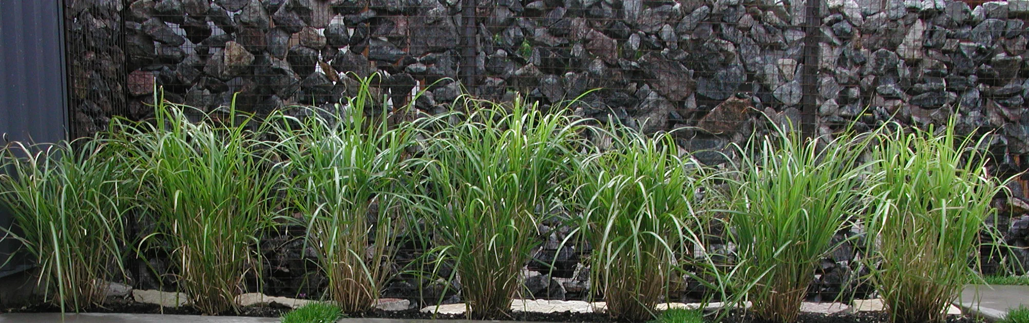  Grand Street backyard landscape detail. &nbsp;Gabion fence with Karl Foerster feather reed grass.  Collaboration with  rolu  