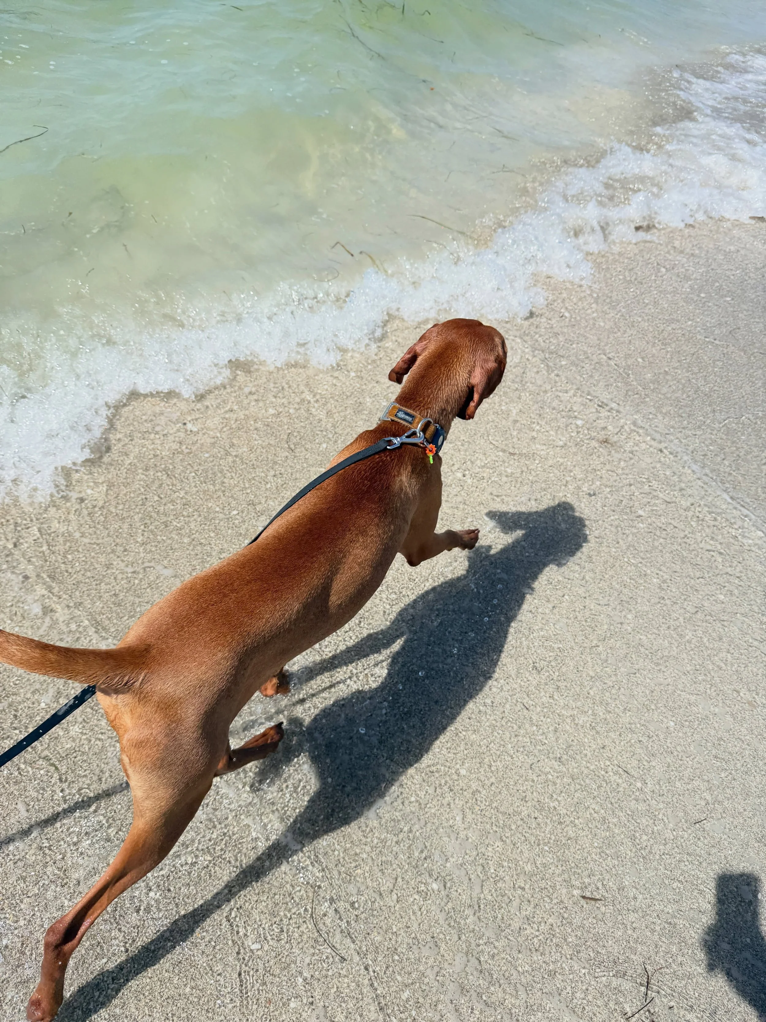 Fox is such a good boy 🦊. Gets along with the world. Endless energy. Eternally curious. And that&rsquo;s why we had to buy a 30 ft leash for the dog beach. Otherwise, he&rsquo;ll run or swim til he&rsquo;s out of sights. But that&rsquo;s an 11 month